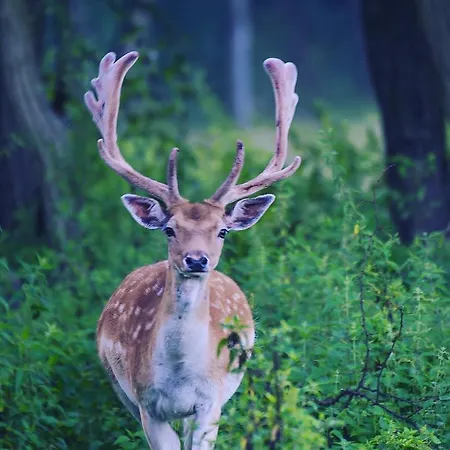 Csardas Salas Daire *