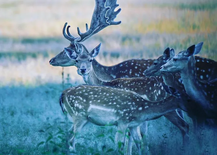 Διαμέρισμα Csardas Salas