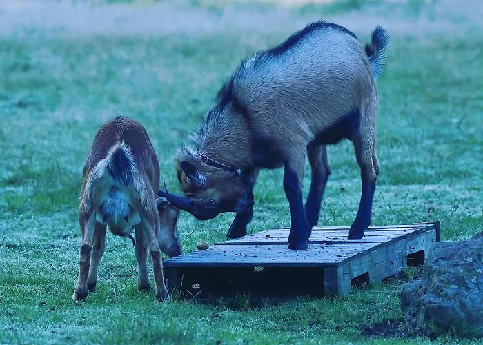 شقة Csardas Salas