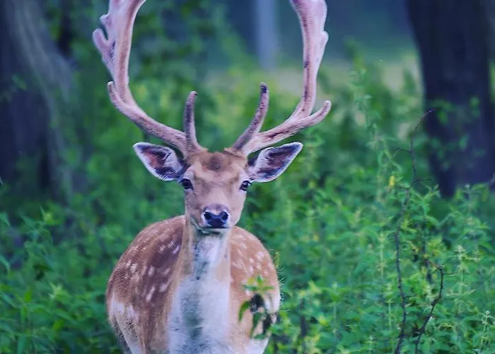 Csardas Salas Διαμέρισμα *